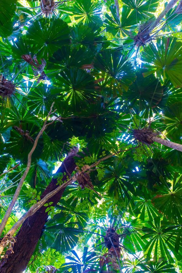 Cape Trib Beach House Cape Tribulation Εξωτερικό φωτογραφία
